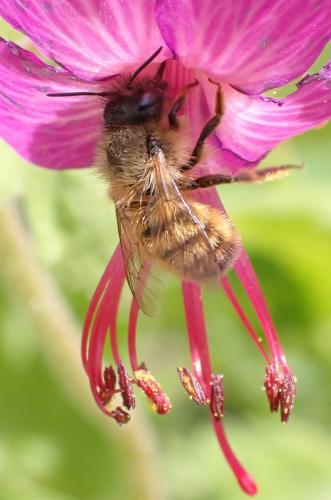 Réf. 283 380 : Osmia sp.